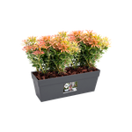 loft urban trough 50cm anthracite